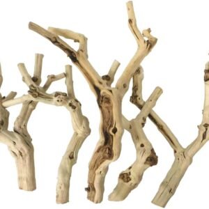 Terra Forest Branch